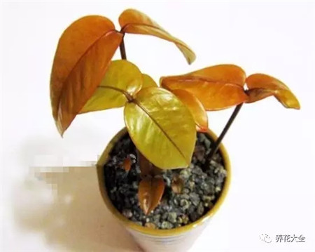 山竹和芒果哪个有营养