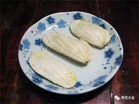 山竹和芒果哪个有营养
