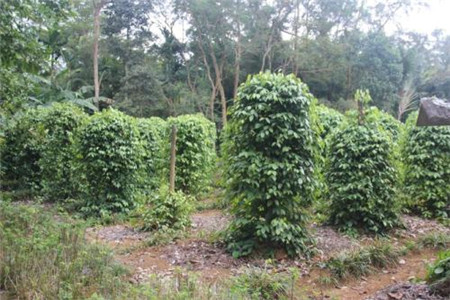 胡椒树盆景的种植方法及管理