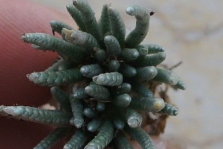 白花韧锦播种
