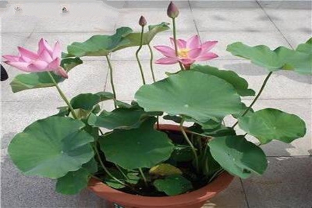 养荷花用什么土