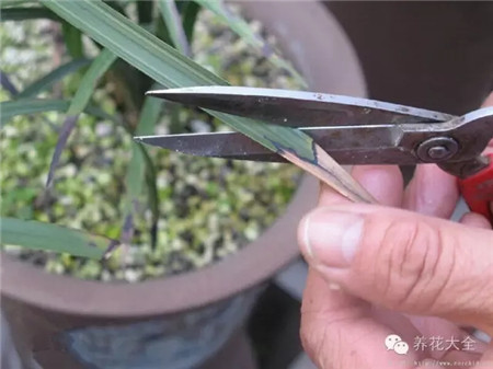 兰花叶子长不高是什么原因