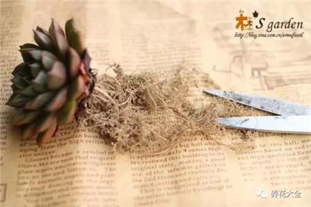 多肉植物修根后晾多久