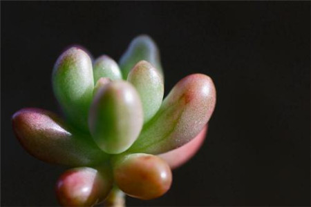 虹之玉夏天的养殖方法和注意事项