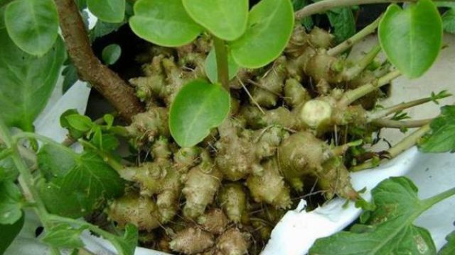 藤三七的功效与作用(藤三七的功效与作用及食用方法、副作用与禁忌)