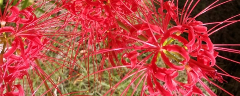彼岸花播种后多长时间开花彼岸花种子怎么播种(彼岸花种下多久发芽)