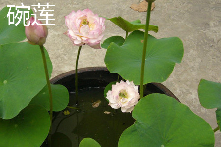 碗莲和睡莲哪个适合鱼缸