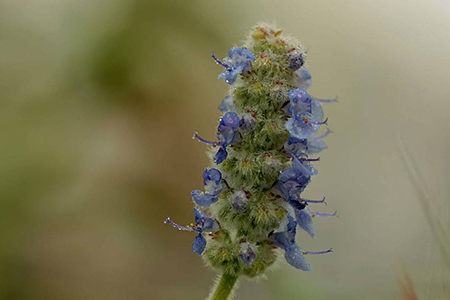 碰碰香什么时间开花