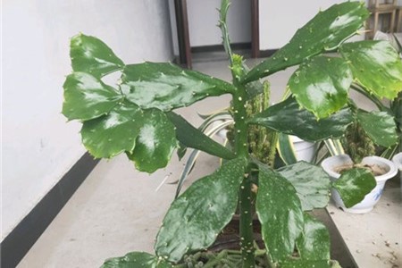 仙人掌叶片发软怎么办