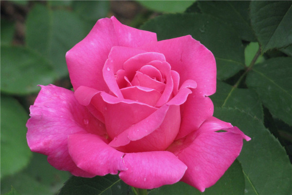 月季花生虫了怎么办常见的虫害及其防治(月季花生虫怎么办?)
