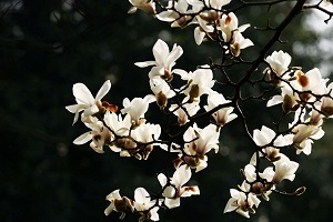白玉兰的花语及象征意义图片