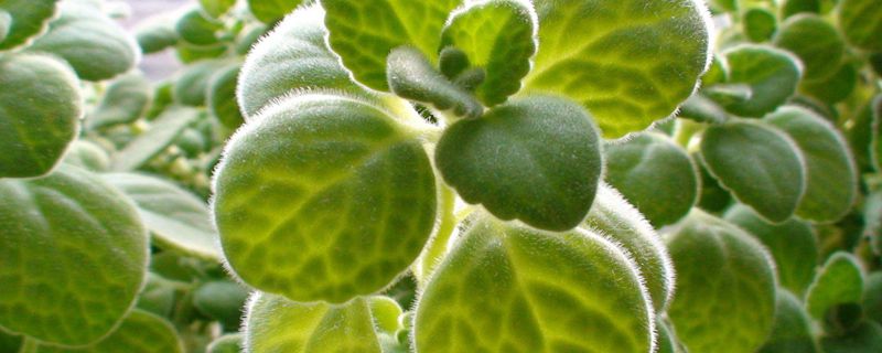 碰碰香什么时候开花(碰碰香什么时间开花)
