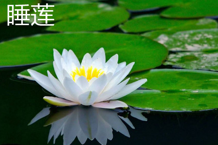 碗莲和睡莲哪个适合鱼缸