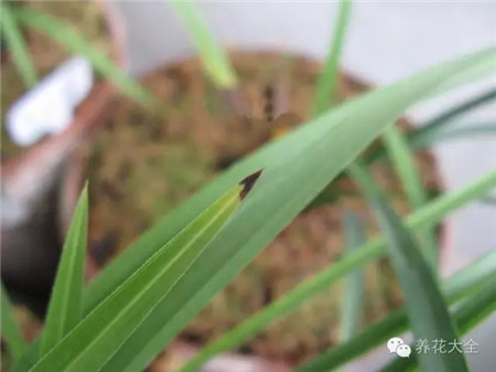 兰花叶子长不高是什么原因