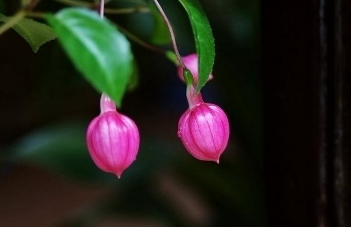 倒挂金钟落花啥原因
