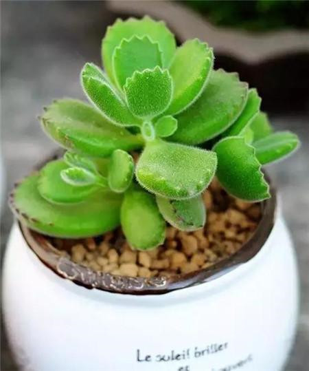 兔耳朵熊是什么牌子