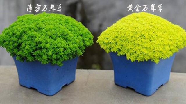 黄金万年草是薄雪万年草吗-(黄金万年草的作用)