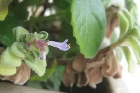 碰碰香什么时间开花
