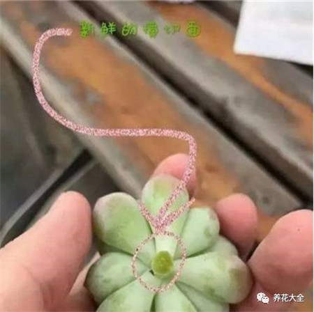 多肉植物修根后晾多久