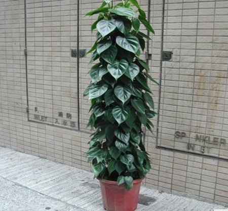 心叶藤叶子发黄怎么办