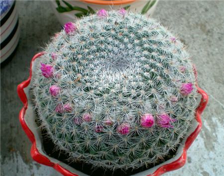 玉翁花期怎么养
