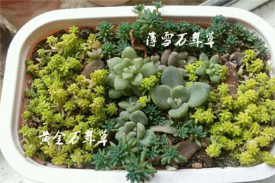 黄金万年草的作用