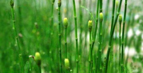 节节高有什么作用和功效