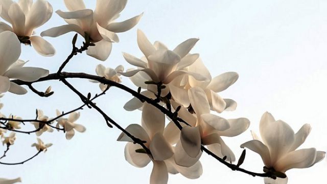 白玉兰的花语及象征意义(白玉兰的花语及象征意义图片)