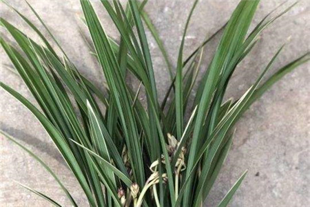兰花根芽多的用法
