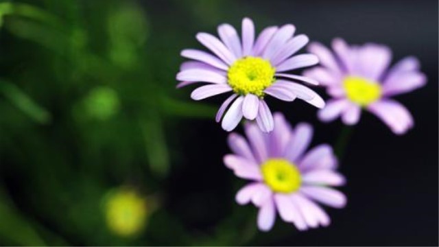 鹅河菊怎么养(鹅河菊含义是什么)