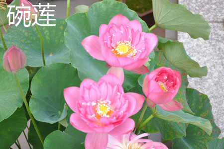碗莲和睡莲哪个适合鱼缸