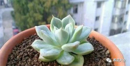 多肉植物修根后晾多久