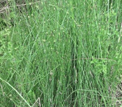 节节高有什么作用和功效