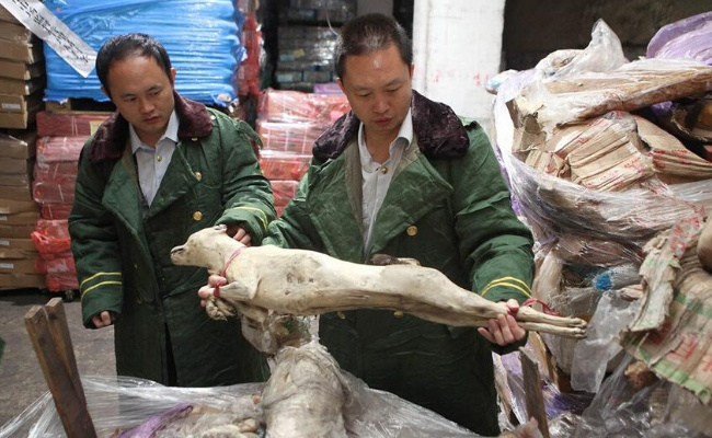 僵尸肉是什么东西