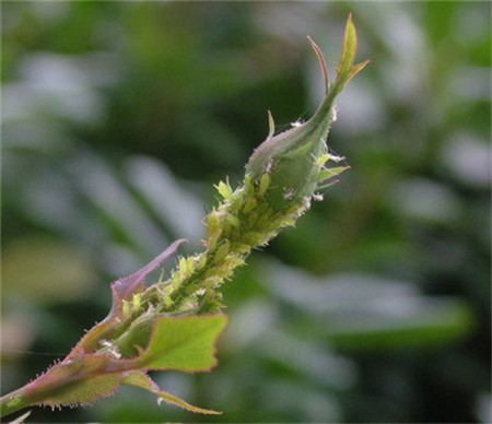 月季花生虫怎么办?