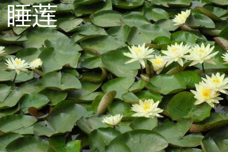碗莲和睡莲哪个适合鱼缸