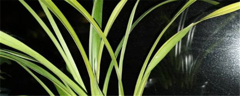 怎么养兰花根能再发芽有芽了怎么种植(兰花根芽多的用法)