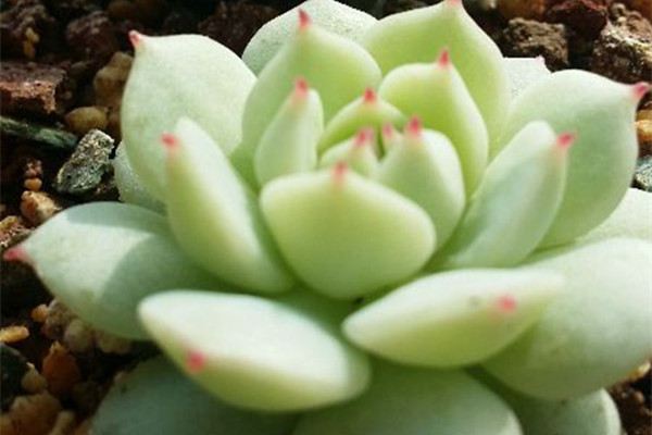 多肉植物如何修根(多肉植物修根后晾多久)