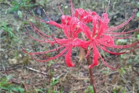 彼岸花种下多久发芽