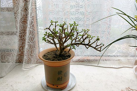 杜鹃花不服盆怎么办