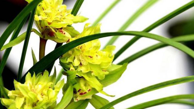 怎么给兰花施肥(如何给兰花施肥)