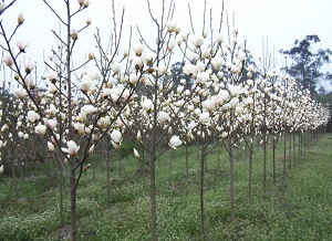 白玉兰的花语及象征意义图片