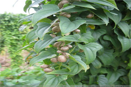 山药豆种植方法与时间视频