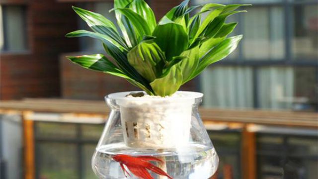 水培花卉营养液的配制(水培花营养液怎么兑水比例)