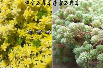 黄金万年草的作用