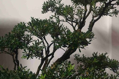黄杨叶子发黄干枯用不用剪掉