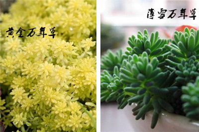 黄金万年草的作用