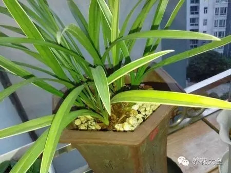 兰花叶子长不高是什么原因