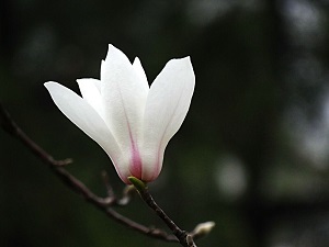 白玉兰的花语及象征意义图片