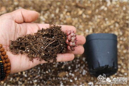 多肉植物修根后晾多久